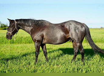 American Quarter Horse, Ruin, 13 Jaar, 152 cm, Roan-Blue