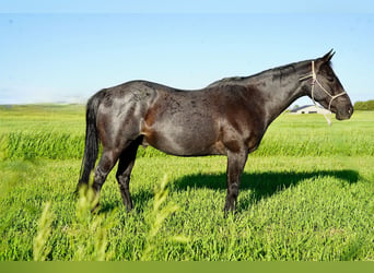 American Quarter Horse, Ruin, 13 Jaar, 152 cm, Roan-Blue