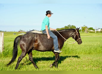 American Quarter Horse, Ruin, 13 Jaar, 152 cm, Roan-Blue