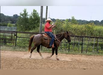 American Quarter Horse, Ruin, 13 Jaar, 152 cm, Roan-Red