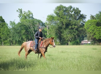 American Quarter Horse, Ruin, 13 Jaar, 152 cm, Roan-Red