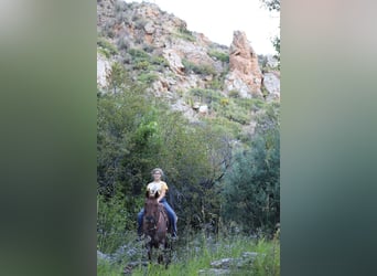 American Quarter Horse, Ruin, 13 Jaar, 152 cm, Roan-Red