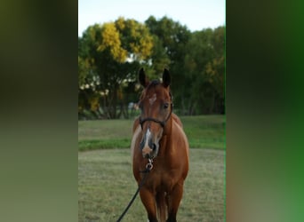 American Quarter Horse, Ruin, 13 Jaar, 152 cm, Roodbruin
