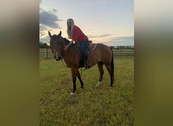 American Quarter Horse, Ruin, 13 Jaar, 152 cm, Roodbruin