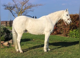 American Quarter Horse, Ruin, 13 Jaar, 152 cm, Schimmel
