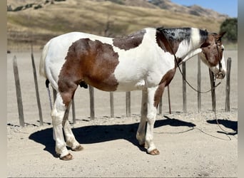 American Quarter Horse, Ruin, 13 Jaar, 152 cm, Tobiano-alle-kleuren