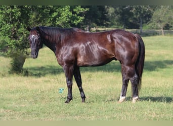 American Quarter Horse, Ruin, 13 Jaar, 152 cm, Zwart