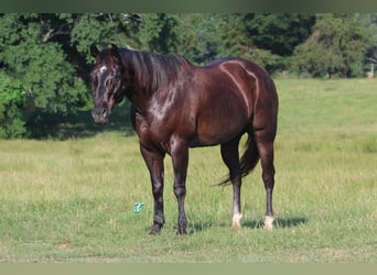 American Quarter Horse, Ruin, 13 Jaar, 152 cm, Zwart