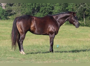 American Quarter Horse, Ruin, 13 Jaar, 152 cm, Zwart