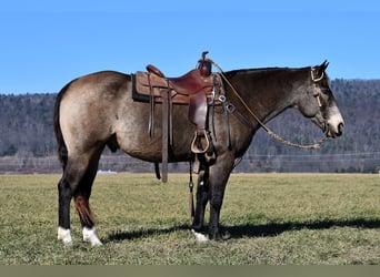 American Quarter Horse, Ruin, 13 Jaar, 155 cm, Buckskin