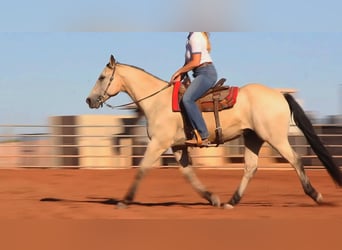 American Quarter Horse, Ruin, 13 Jaar, 155 cm, Buckskin