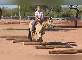 American Quarter Horse, Ruin, 13 Jaar, 155 cm, Buckskin