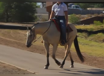 American Quarter Horse, Ruin, 13 Jaar, 155 cm, Buckskin