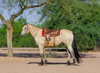 American Quarter Horse, Ruin, 13 Jaar, 155 cm, Buckskin