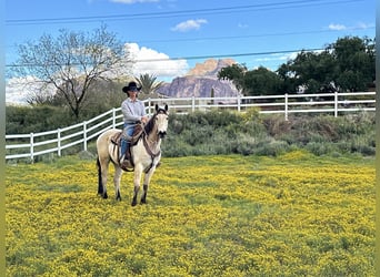 American Quarter Horse, Ruin, 13 Jaar, 155 cm, Buckskin