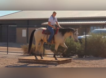 American Quarter Horse, Ruin, 13 Jaar, 155 cm, Buckskin