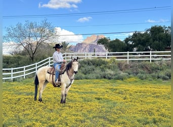 American Quarter Horse, Ruin, 13 Jaar, 155 cm, Buckskin