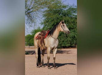 American Quarter Horse, Ruin, 13 Jaar, 155 cm, Buckskin