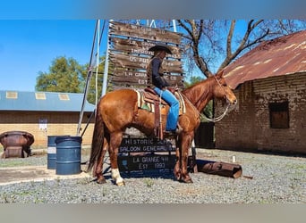 American Quarter Horse, Ruin, 13 Jaar, 155 cm, Champagne