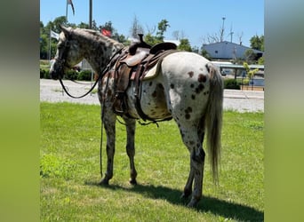 American Quarter Horse, Ruin, 13 Jaar, 155 cm, Donkere-vos