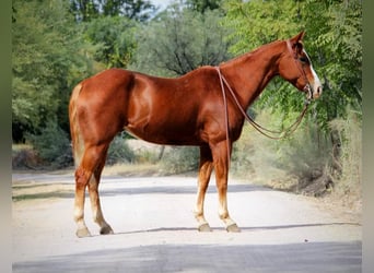 American Quarter Horse, Ruin, 13 Jaar, 155 cm, Donkere-vos