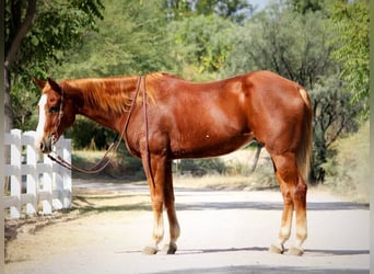 American Quarter Horse, Ruin, 13 Jaar, 155 cm, Donkere-vos