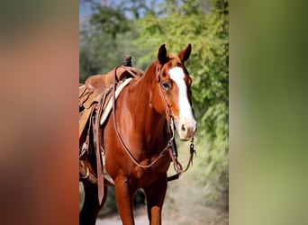 American Quarter Horse, Ruin, 13 Jaar, 155 cm, Donkere-vos