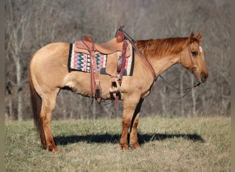 American Quarter Horse, Ruin, 13 Jaar, 155 cm, Falbe