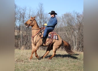 American Quarter Horse, Ruin, 13 Jaar, 155 cm, Falbe