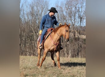 American Quarter Horse, Ruin, 13 Jaar, 155 cm, Falbe