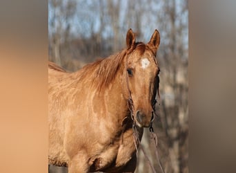 American Quarter Horse, Ruin, 13 Jaar, 155 cm, Falbe