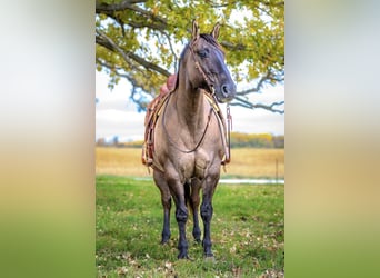 American Quarter Horse, Ruin, 13 Jaar, 155 cm, Grullo