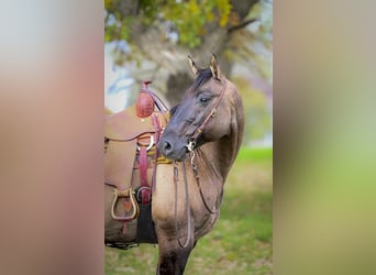 American Quarter Horse, Ruin, 13 Jaar, 155 cm, Grullo