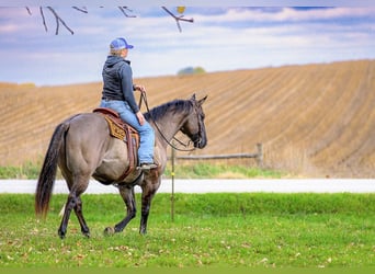 American Quarter Horse, Ruin, 13 Jaar, 155 cm, Grullo