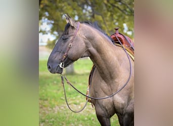American Quarter Horse, Ruin, 13 Jaar, 155 cm, Grullo