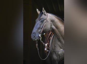 American Quarter Horse, Ruin, 13 Jaar, 155 cm, Grullo
