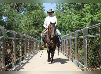 American Quarter Horse, Ruin, 13 Jaar, 155 cm, Grullo