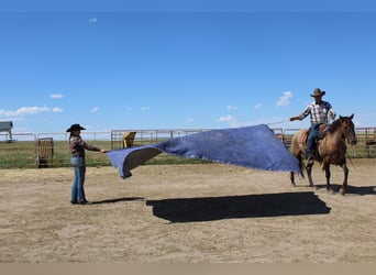 American Quarter Horse, Ruin, 13 Jaar, 155 cm, Grullo