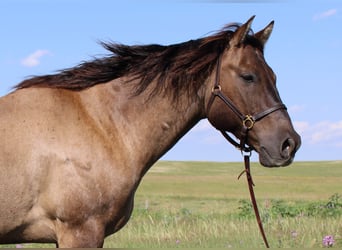 American Quarter Horse, Ruin, 13 Jaar, 155 cm, Grullo