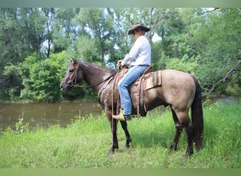 American Quarter Horse, Ruin, 13 Jaar, 155 cm, Grullo