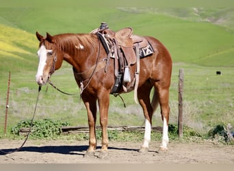 American Quarter Horse, Ruin, 13 Jaar, 155 cm, Overo-alle-kleuren