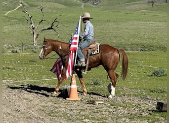 American Quarter Horse, Ruin, 13 Jaar, 155 cm, Overo-alle-kleuren
