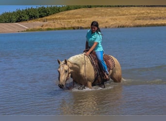 American Quarter Horse, Ruin, 13 Jaar, 155 cm, Palomino