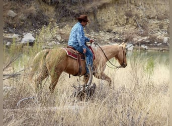 American Quarter Horse, Ruin, 13 Jaar, 155 cm, Palomino