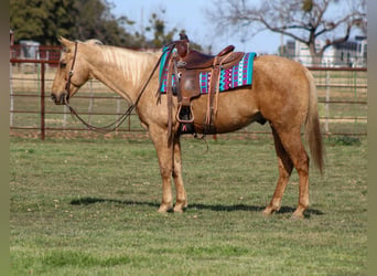 American Quarter Horse, Ruin, 13 Jaar, 155 cm, Palomino