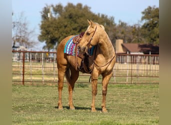 American Quarter Horse, Ruin, 13 Jaar, 155 cm, Palomino