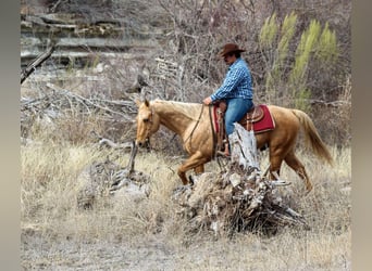 American Quarter Horse, Ruin, 13 Jaar, 155 cm, Palomino