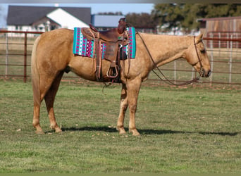 American Quarter Horse, Ruin, 13 Jaar, 155 cm, Palomino