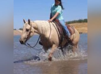 American Quarter Horse, Ruin, 13 Jaar, 155 cm, Palomino