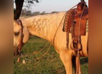 American Quarter Horse, Ruin, 13 Jaar, 155 cm, Palomino